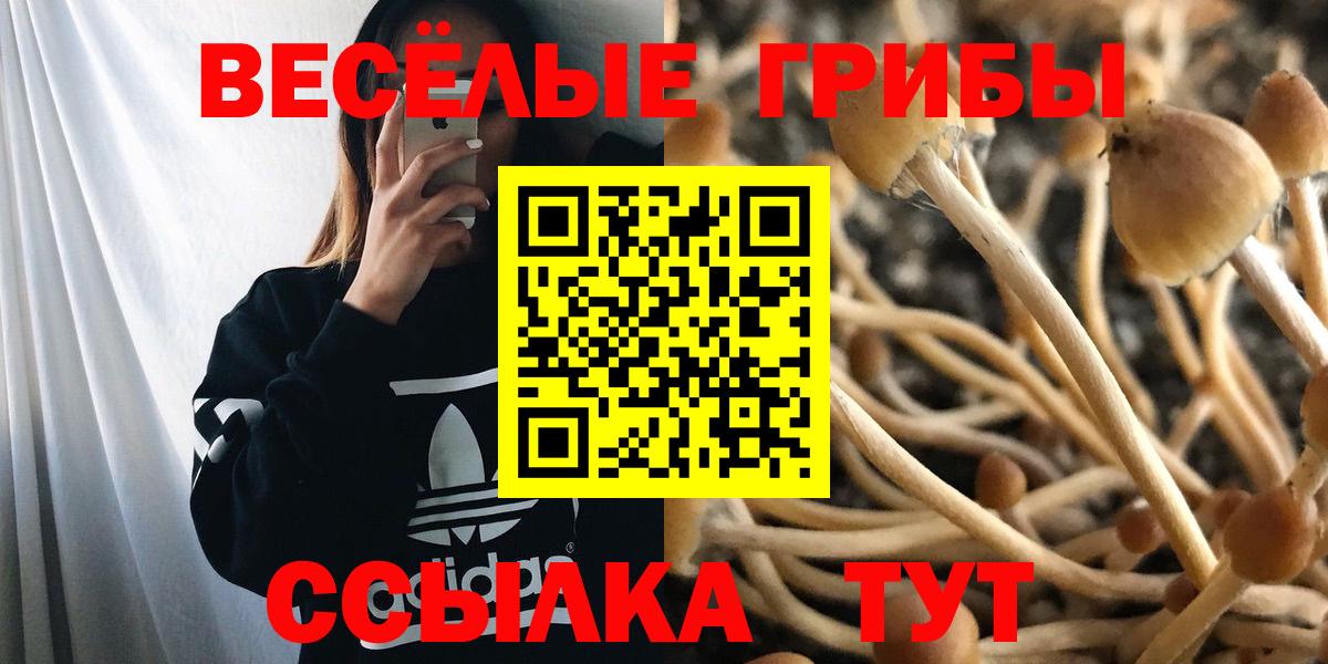 Зима  Псилоцибиновые грибы Psilocybine cubensis  Вход с VPN 